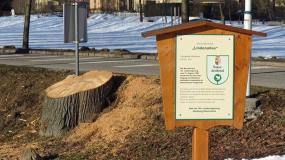 Naturdenkmal Sommerlinde in Lindenallee Mondsee wurde gefällt